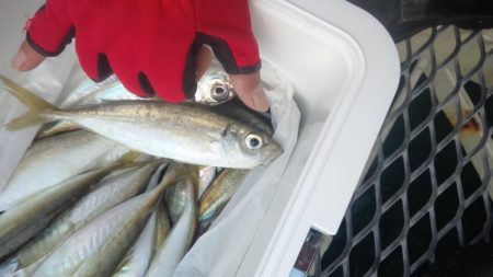 アジは好調継続中！